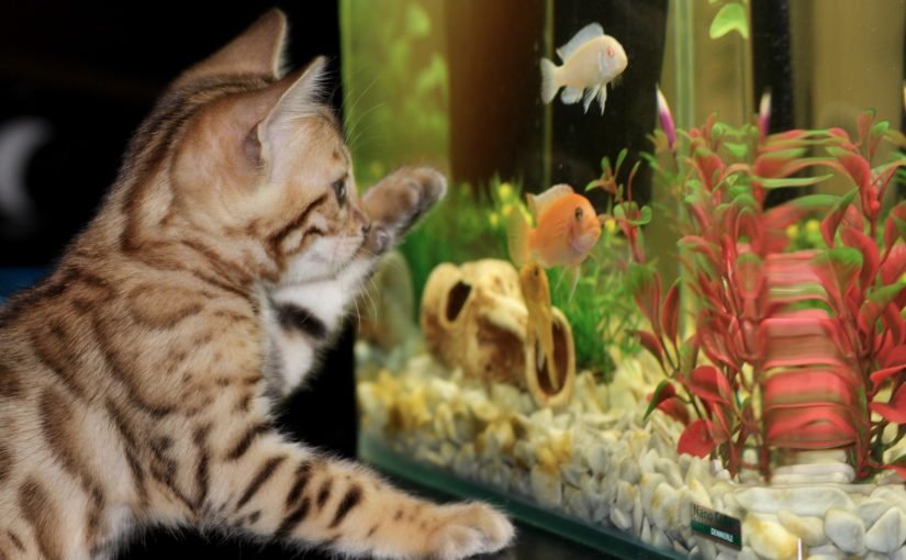 Nasvícené akvárium s kočkou